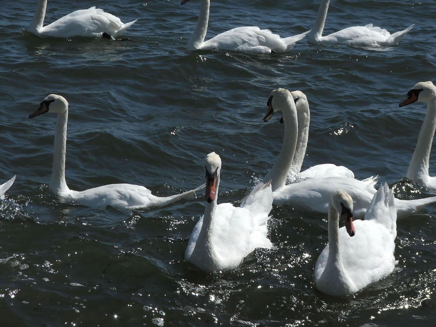 Picture of swans on coastal estuary