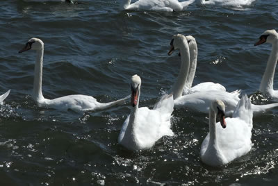 Swans on coastal estuary - picture 73