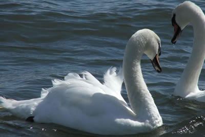 Beautiful swans on coastal estuary - picture 75