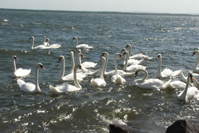 Swans on coastal area - picture 76