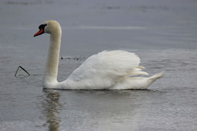 Swan - image 77