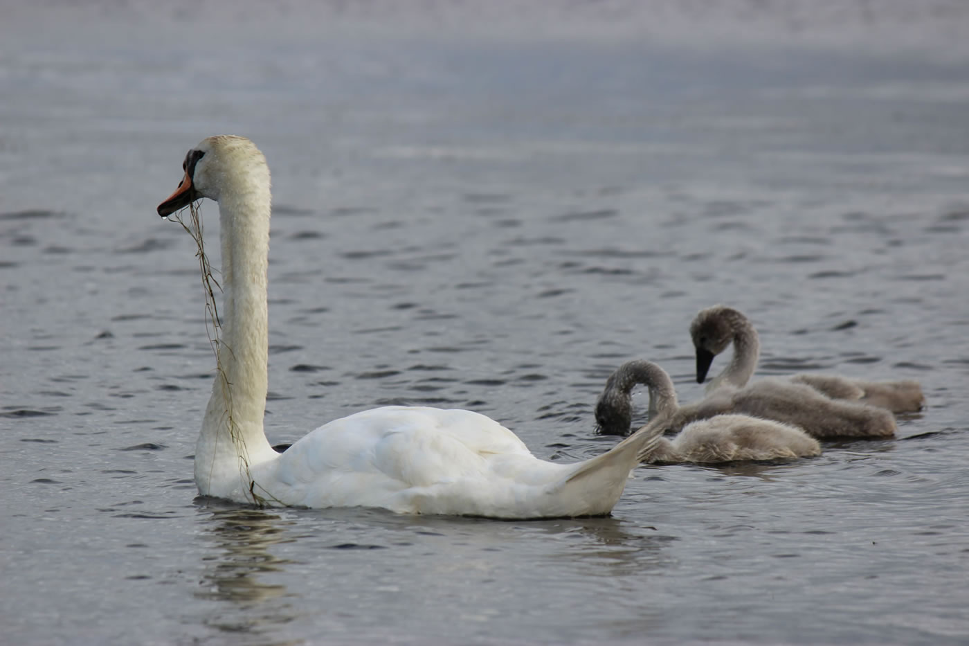 Picture of a swan feeding on pond weed along with three young cygnets
