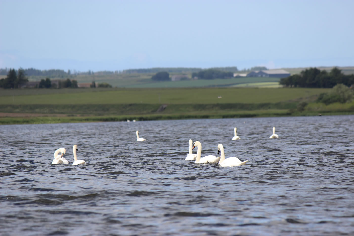 Picture of a swans on a Scottish Loch.