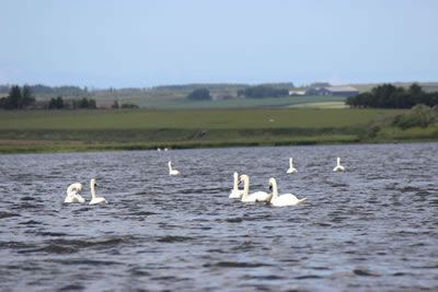 Picture of Swans on a highland loch - image 80