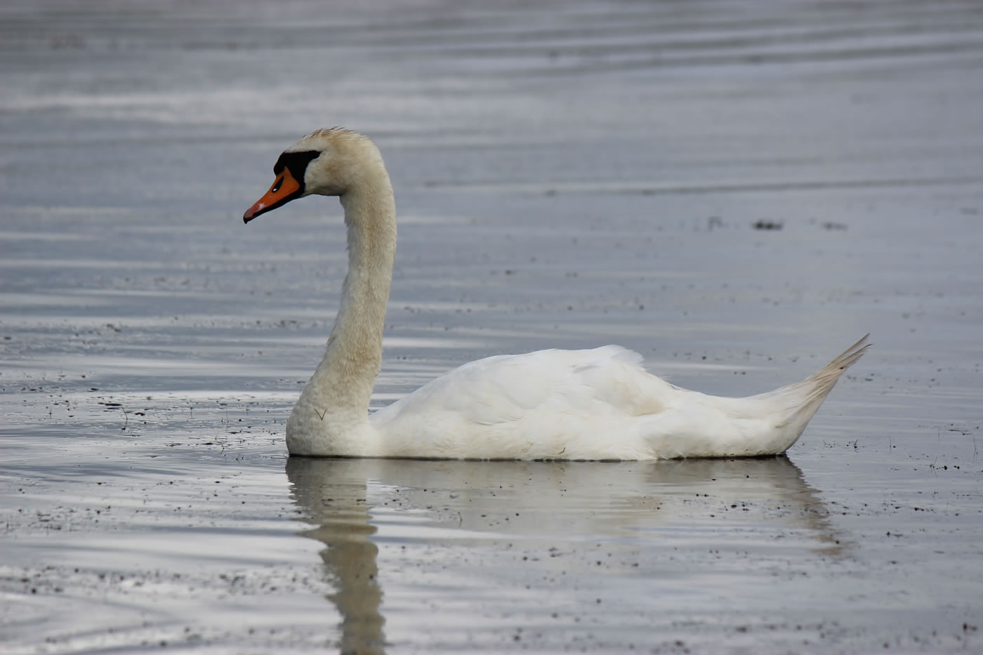 Picture of a swan on a highland loch