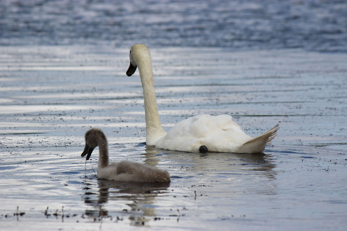 Picture of a swan and a cygnet on a loch in Scotland