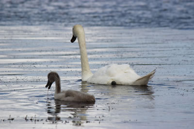Picture of a swan with a cygnet on a highland loch in Scotland - image 85