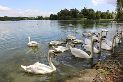 Picture of swans on Linlithgow Loch in Scotland - image 87