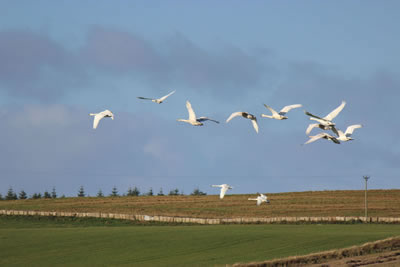Picture of Migratory Whooper Swans in flight - image 95