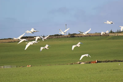 Picture of Whooper Swans in flight - image 96