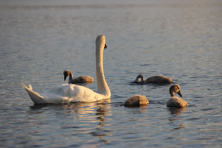 Picture of a swan with 4 cygnets - Swan Picture no. 124