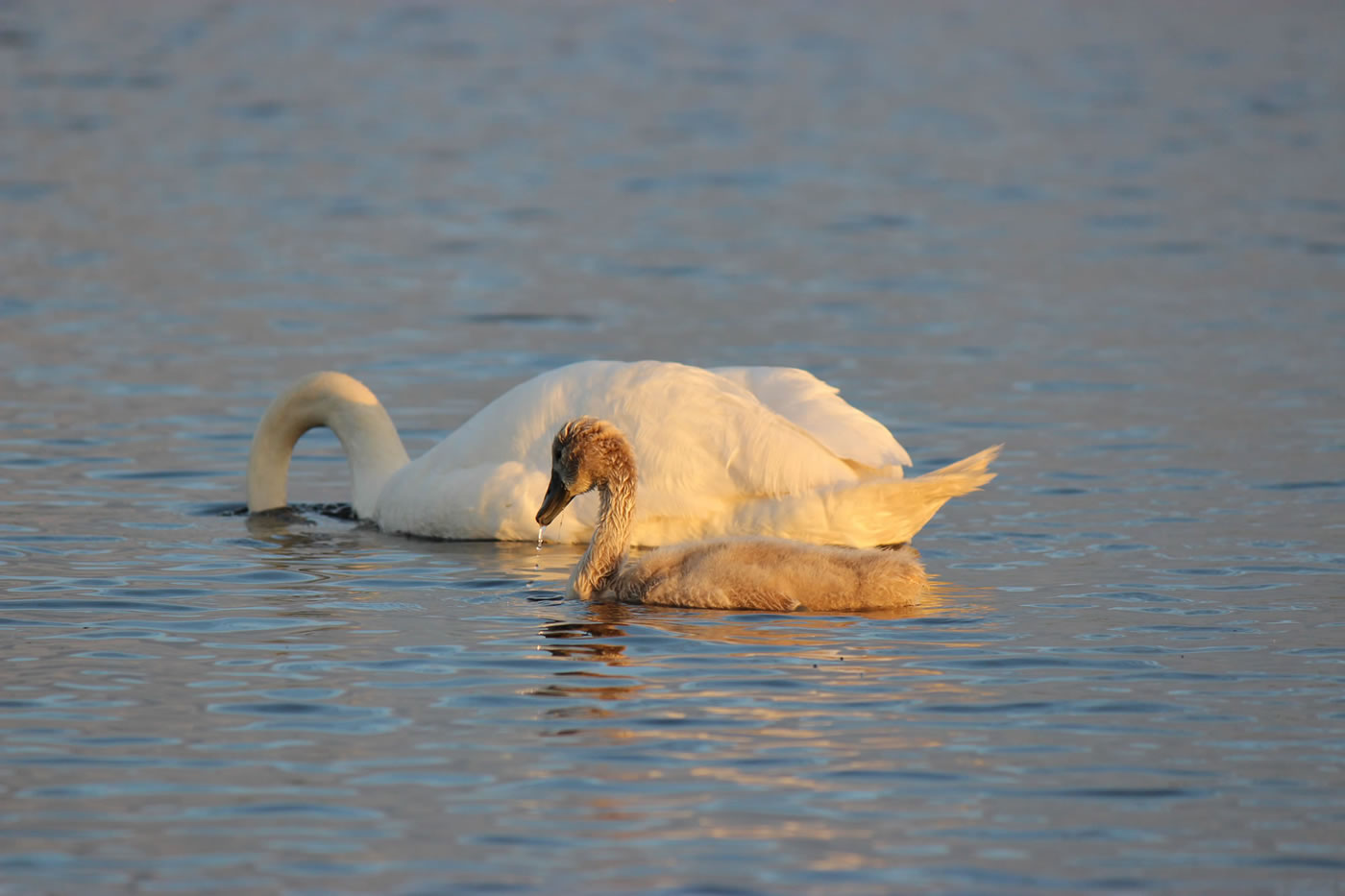 Picture of a swan with cygnet feeding on pondweed.