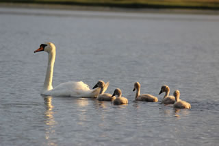 Picture of a swan and young cygnets - Swan Picture no. 126