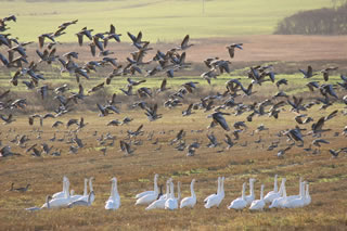 Nature picture of migratory whooper swans - Free nature picture no. 141
