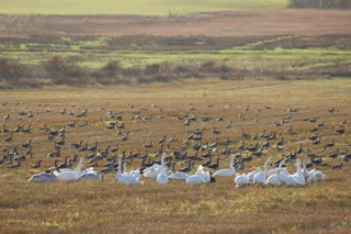 Nature picture of migratory whooper swans and geese in a field in Caithness - Free nature picture no. 144