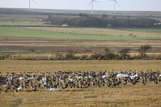 Nature picture of migratory whooper swans and geese in a field in Caithness - Free nature picture no. 145