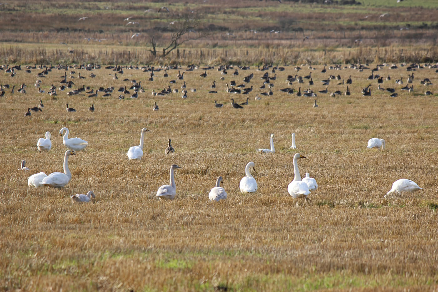 Picture of migratory whooper swans and geese