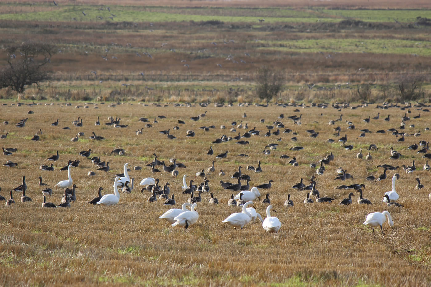 Picture of migratory whooper swans and geese picture 6